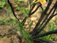 Gladiolus permeabilis