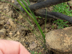 Gladiolus permeabilis