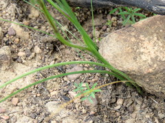 Gladiolus permeabilis