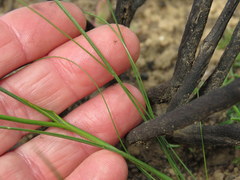 Gladiolus permeabilis