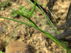 Gladiolus permeabilis