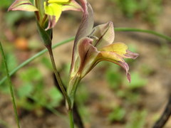 Gladiolus permeabilis
