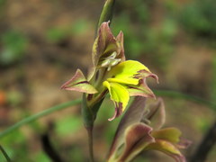 Gladiolus permeabilis
