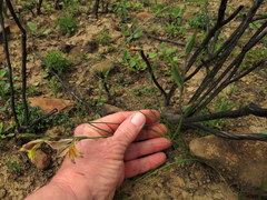 Gladiolus permeabilis