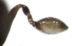 Baeus