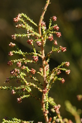 Erica phacelanthera