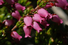Erica lateralis