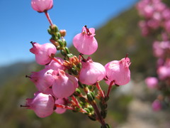 Erica lateralis
