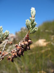Erica leucodesmia