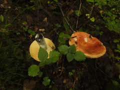 Russula intermedia
