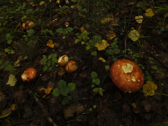Russula intermedia