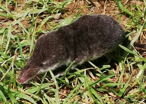 Eurasian Water Shrew
