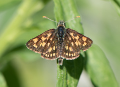 Carterocephalus mandan