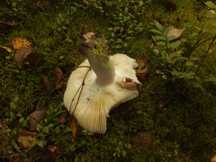 Russula intermedia