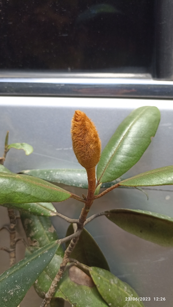 Magnolia hondurensis