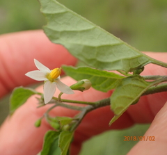 Solanum retroflexum