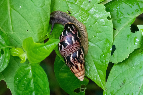 Limicolaria martensiana