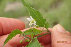 Solanum retroflexum