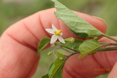 Solanum retroflexum