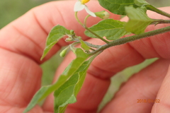 Solanum retroflexum