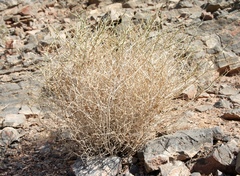 Magnoliopsida