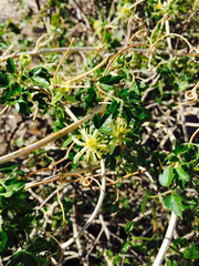 Clematis pauciflora