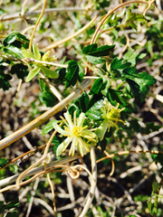 Clematis pauciflora