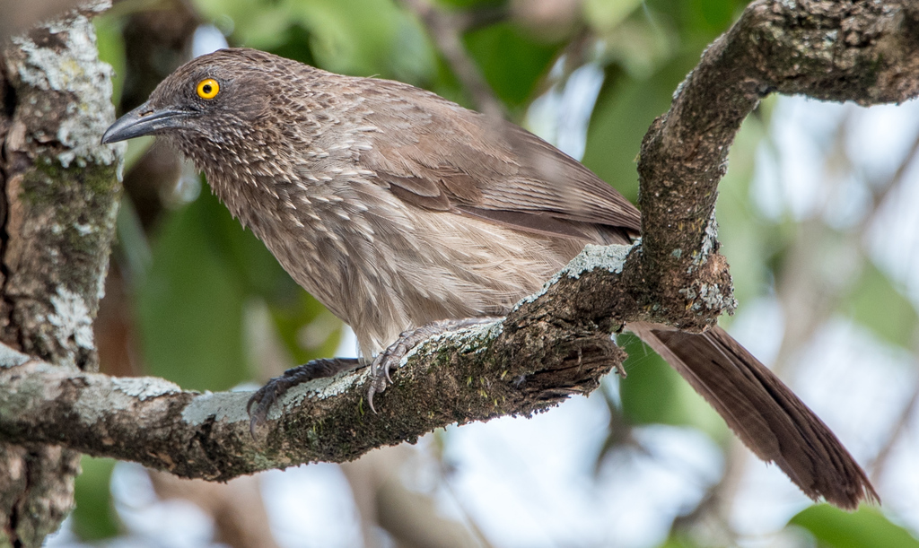 Arrow-Marked Babbler