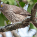 Arrow-marked Babbler - Photo (c) Torsten Sonne Petersen, some rights reserved (CC BY-NC), uploaded by Torsten Sonne Petersen