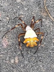 Argiope argentata