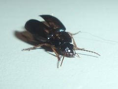 Harpalinae