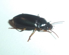 Harpalinae