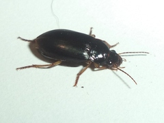 Harpalinae