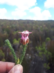 Erica ampullacea