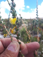 Aspalathus oblongifolia