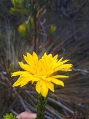 Lachnaea aurea