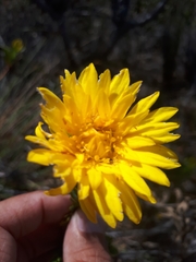 Lachnaea aurea
