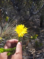 Lachnaea aurea