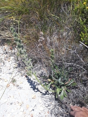 Echiostachys ecklonianus