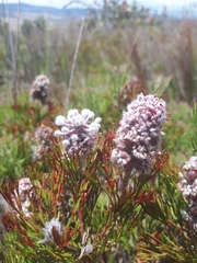 Paranomus abrotanifolius