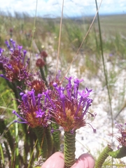 Rhigiophyllum squarrosum