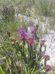 Rhigiophyllum squarrosum