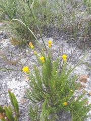 Pteronia tenuifolia