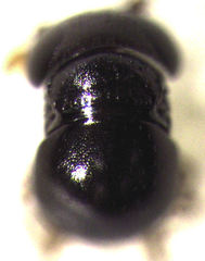 Baeus
