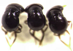 Baeus