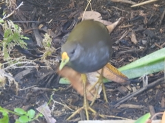 Amaurornis moluccana