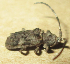 Ecyroschema favosum