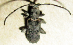 Ecyroschema favosum