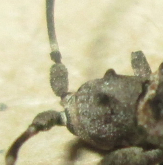 Ecyroschema favosum
