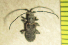 Ecyroschema favosum